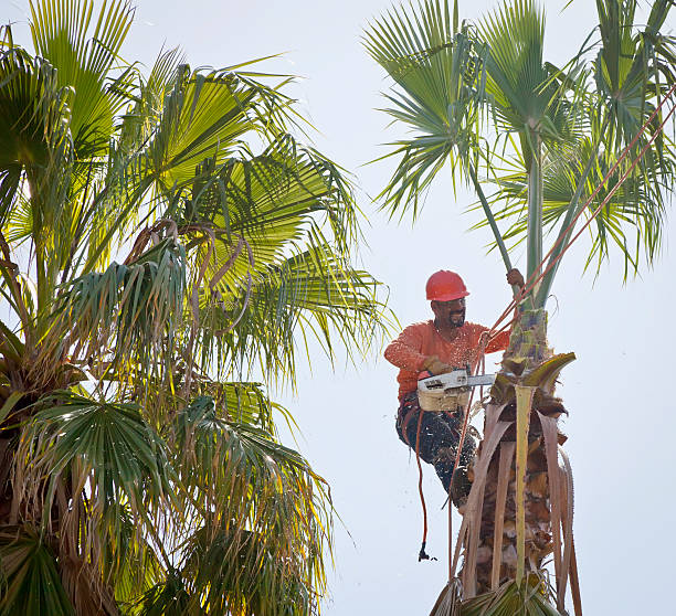 Best Tree Mulching  in Rock Creek, AL